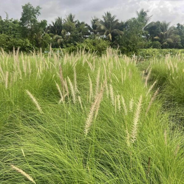 Cây giống bông cỏ lau đuôi trắng ( cỏ đuôi chồn ) Cây cỏ Cây xanh TPHCM