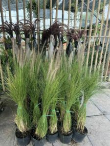 Cây giống bông cỏ lau đuôi trắng ( cỏ đuôi chồn )  