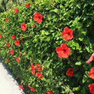 Bông Bụp Thái Đỏ Khía Hoa Kép (Hoa Dâm Bụt Thái Đỏ Khía) Cây hoa Cây xanh TPHCM