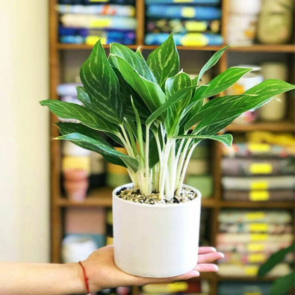 Cây bạch mã hoàng tử để bàn làm việc Cây để bàn Cây xanh TPHCM