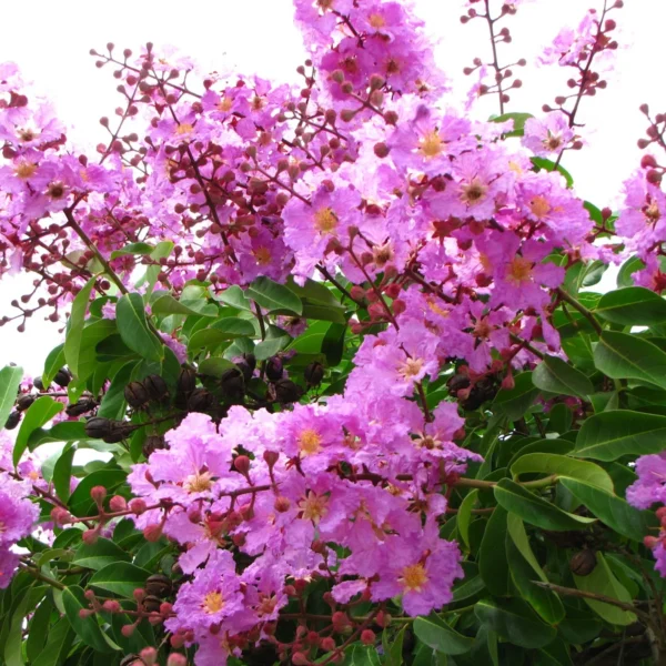 Cây Bằng Lăng (bằng lăng ổi, rừng, chi bằng lăng, bằng lăng hoa tím) Cây bóng mát Cây bằng lăng rừng