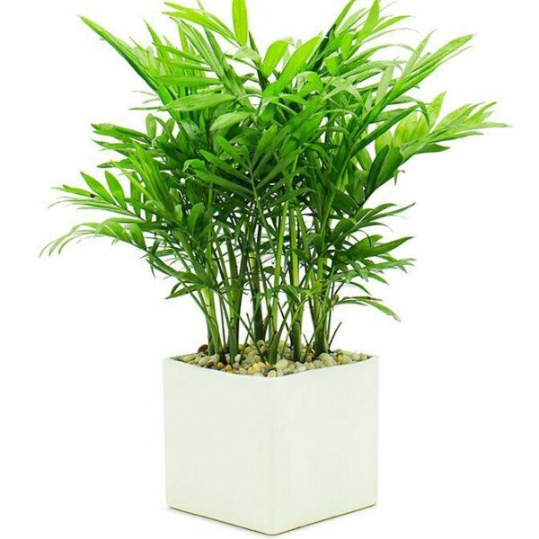 Cây cau tiểu trâm để bàn làm việc Cây để bàn Cây xanh TPHCM