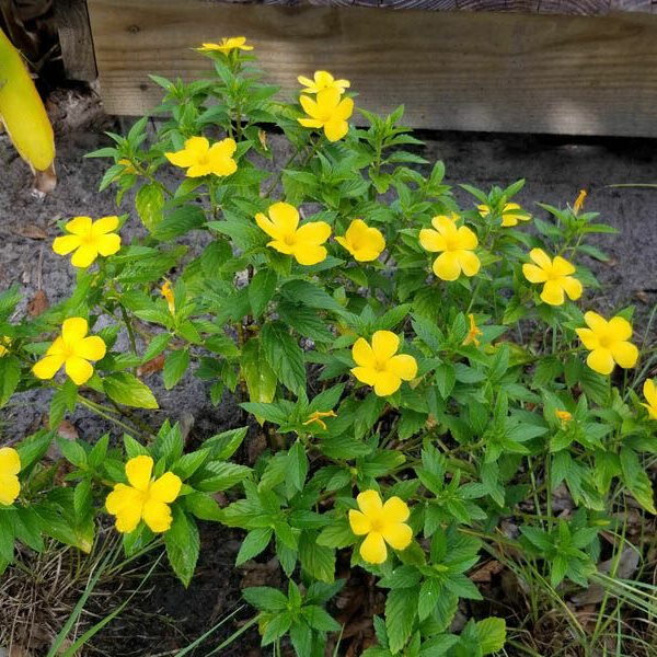 Dừa Cạn (Hoa Vàng) Cây hoa Cây xanh TPHCM