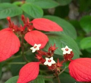 Cây Hoa Bướm Đỏ Cây hoa Cây xanh TPHCM