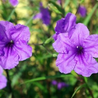 Cây Hoa Chiều Tím Cây hoa Cách trồng hoa chiều tím