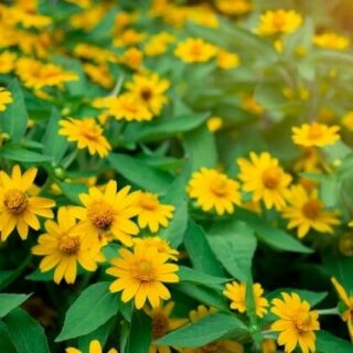 Cây Cúc Mặt Trời Cây hoa Cây xanh TPHCM