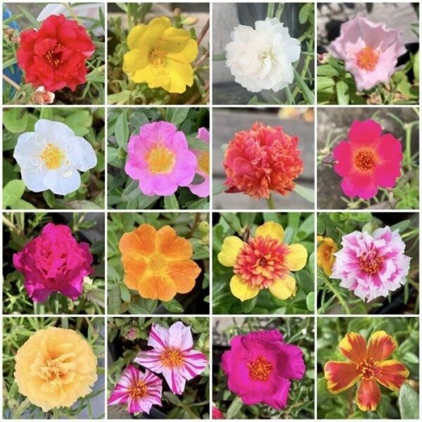 Hoa Mười Giờ (Đủ Màu) Cây hoa Cây xanh TPHCM