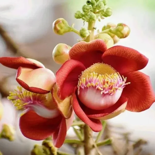 Cây Hoa Sala (Đầu Lân) Cây bóng mát Cây xanh TPHCM