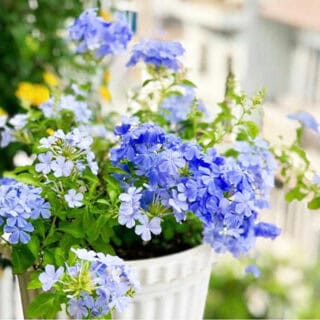 Cây Hoa Thanh Xà Cây hoa Cách trồng cây thanh xà