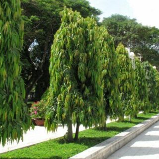 Cây Hoàng Nam Cây bóng mát Cây xanh TPHCM