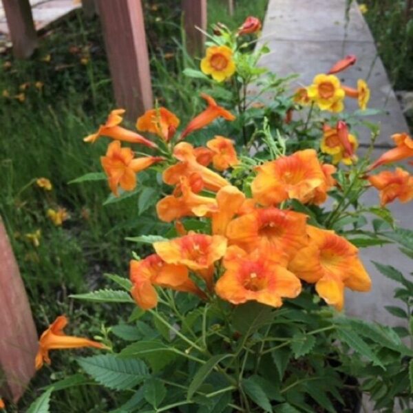 Cây Hoàng Yến Cam (Huỳnh Liên Hoa) Cây hoa Cây xanh TPHCM