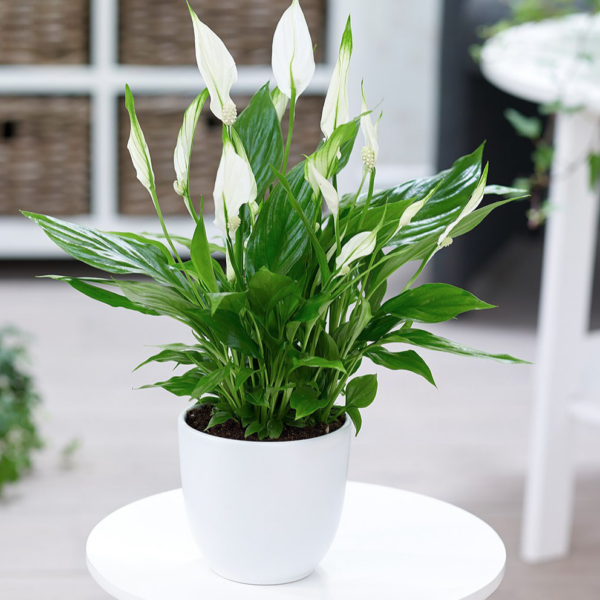 Cây Lan Ý để bàn làm việc Cây để bàn Cây xanh TPHCM