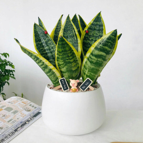 Cây lưỡi hổ để bàn làm việc Cây để bàn Cây xanh TPHCM