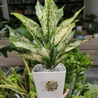 Cây Ngọc Ngân để bàn làm việc Cây để bàn Cây xanh TPHCM