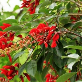 Cây Osaka Đỏ (Hoàng Hậu Đỏ) Cây bóng mát Cây xanh TPHCM