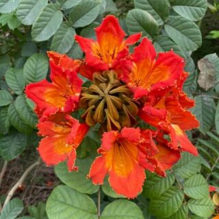 Cây Sò Đo Cam (Chuông Đỏ) Cây bóng mát Cây xanh TPHCM