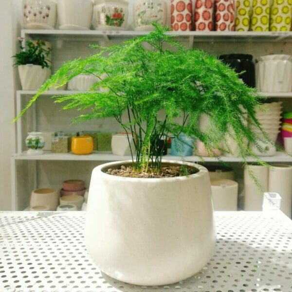 Cây Thuỷ Tùng để bàn làm việc Cây để bàn Cây kim thủy tùng