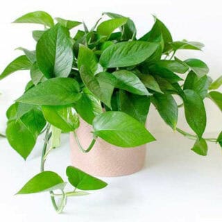 Cây trầu bà để bàn làm việc Cây để bàn Cây xanh TPHCM