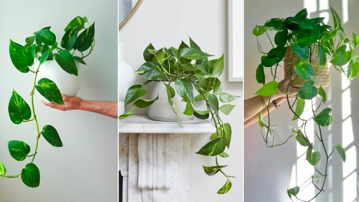 Gợi ý 15 loại cây nên trồng ban công chung cư nhà bạn Thiết kế sân vườn  Cây Xanh TPHCM Cây Xanh Tân Phú Cây Xanh Tân Bình Cây Xanh Cây cảnh Tân Phú Cây cảnh Tân Bình 