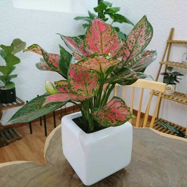 Cây vạn lộc để bàn làm việc Cây để bàn Cây xanh TPHCM