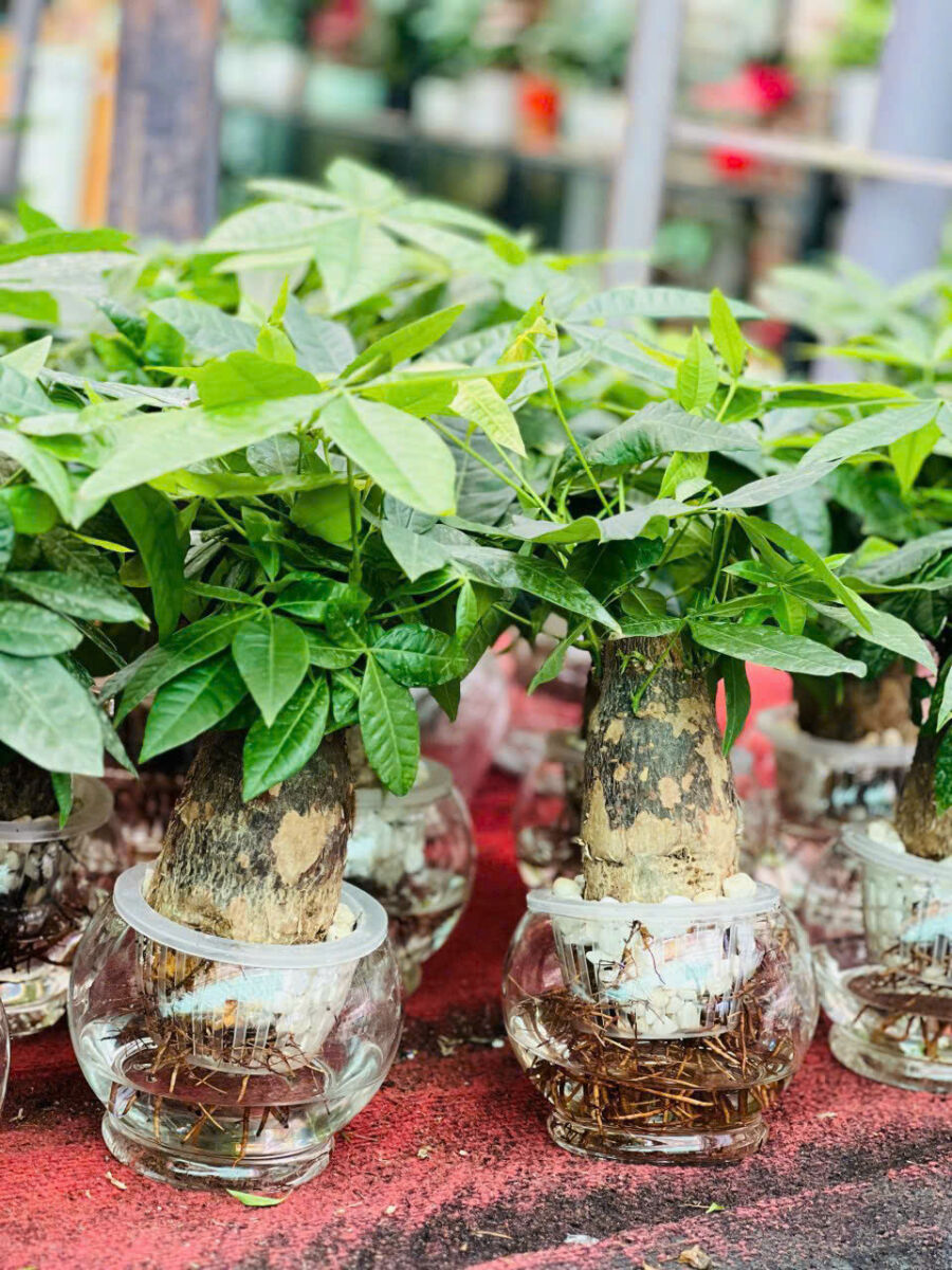 Top 3 Vị trí đặt cây kim ngân mang lại tài lộc tốt nhất cho bạn Thiết kế cảnh quan Cây xanh phong thuỷ Hướng dẫn chăm sóc cây Thiết kế ban công  