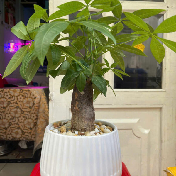 Chậu Cây Kim Ngân để bàn Cây để bàn Cây xanh TPHCM