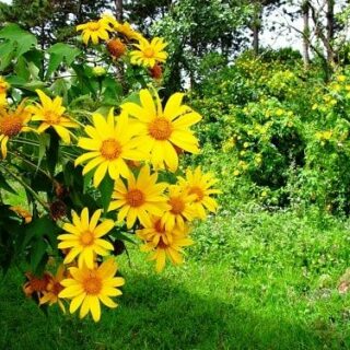 Cỏ cúc dã quỳ công trình Cây cỏ Cây xanh TPHCM