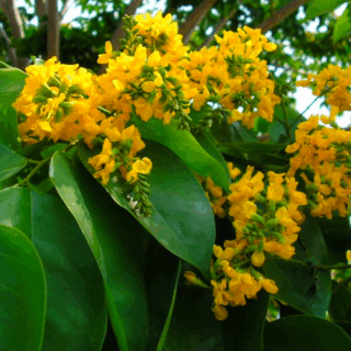 Cây giáng hương đuôi công Cây bóng mát Cây xanh TPHCM