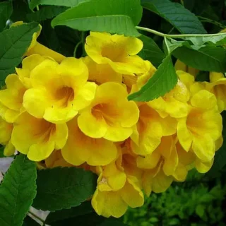 Cây Hoàng Yến (Huỳnh Liên Vàng) Cây hoa Cây xanh TPHCM