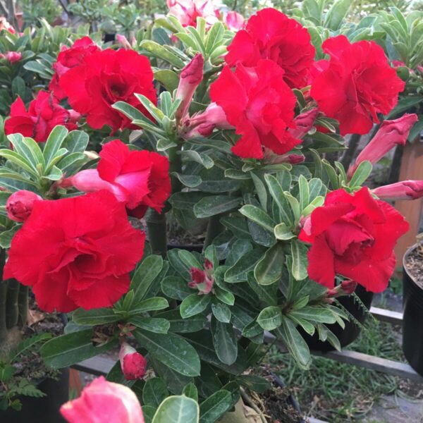 Sứ Thái Ghép (Hoa Đỏ) Cây hoa Cây xanh TPHCM