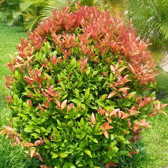 Cây hồng lộc công trình Cây công trình Cây xanh TPHCM