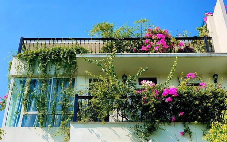 Dịch vụ trồng cây ban công giá rẻ tại TPHCM Dịch vụ cây xanh  