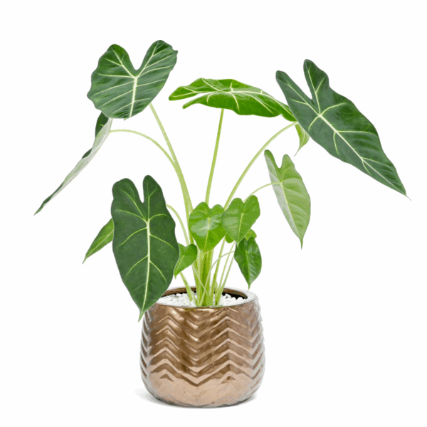 Chậu + Cây Môn Nhung để bàn Cây để bàn Cây xanh TPHCM