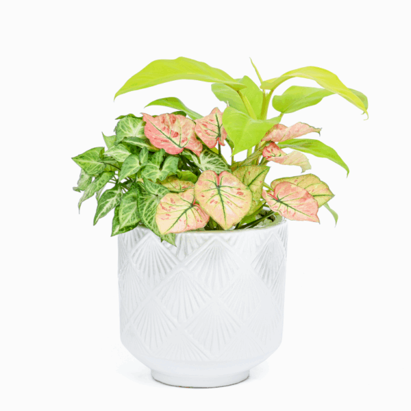 Chậu Cây Thiết Kế (4 loại cây) Cây để bàn Cây xanh TPHCM