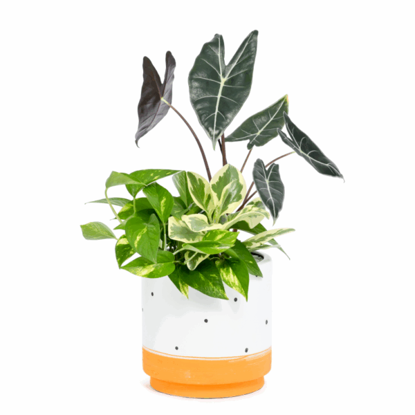 Chậu cây thiết kế mẫu 2 (4 loại cây) Cây để bàn Cây xanh TPHCM