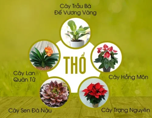 Mệnh Thổ Hợp Cây Gì? 12 Loại Cây Hợp Mệnh Thổ hút Tài Lộc Thiết kế sân vườn  Cây Xanh Tân Phú Cây Xanh Tân Bình Cây Xanh Cây cảnh Tân Phú Cây cảnh Tân Bình 