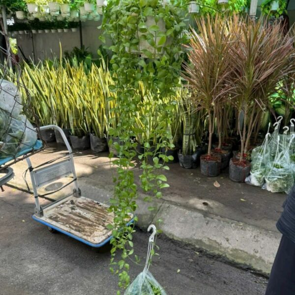 Cây dola (hạt dưa) Cây ban công Cây xanh TPHCM