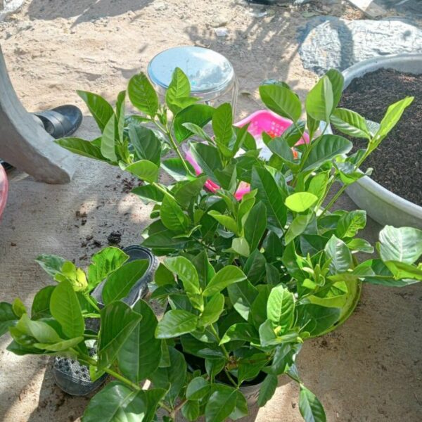 Cây bạch thiên hương Cây công trình Cây bạch thiên hương có ưa nắng không 3