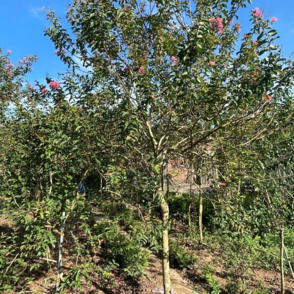 Cây tường vi (2-3m) Cây ban công Cây xanh TPHCM 3