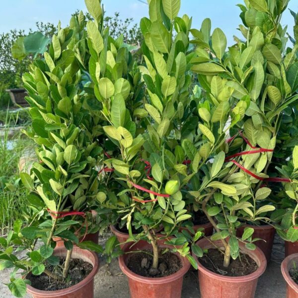 Chanh mỹ vàng Cây ăn trái 3
