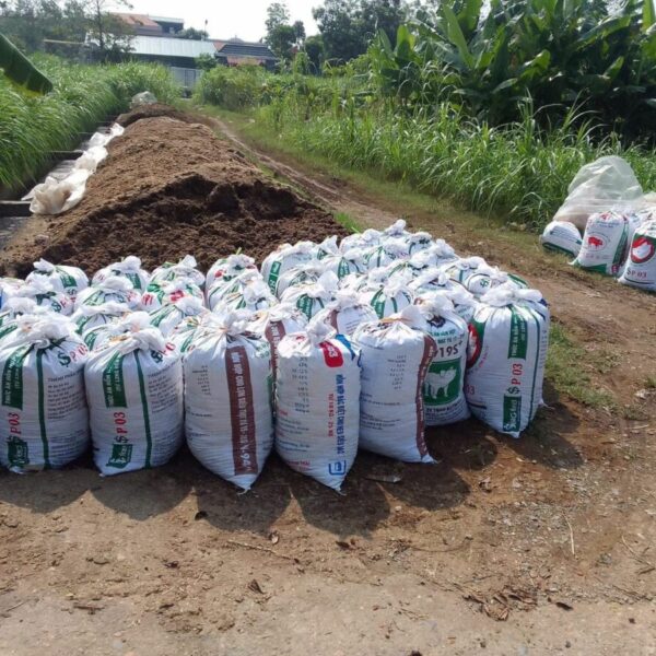 Phân bò ủ hoai mục bón cây tốt Phân bón cây & lá