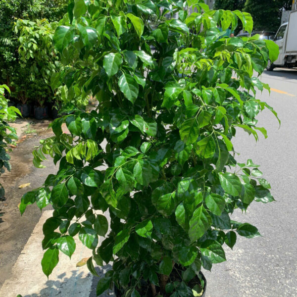 Cây Hạnh Phúc Cây cỏ