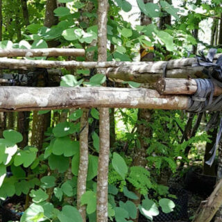 Cây Móng Bò Tím Cây bóng mát