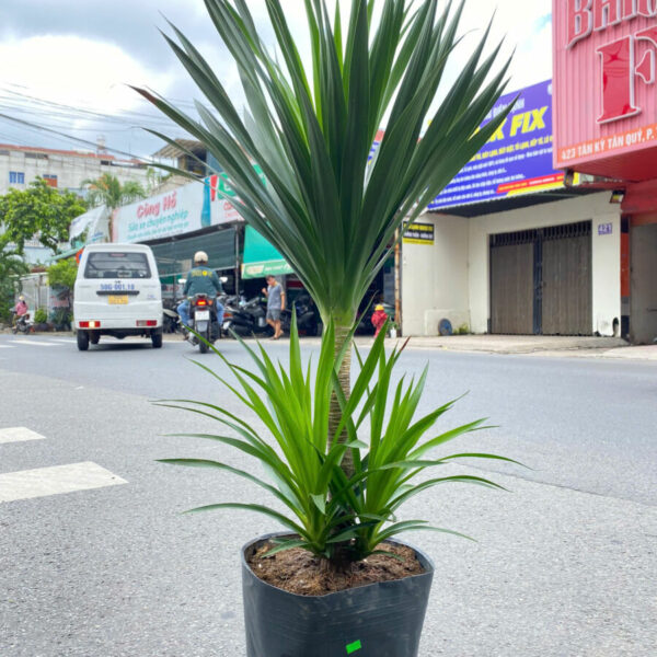 Cây Phát Tài Núi (cây thần tài núi) Cây ban công Cây phát tài núi có mấy loại