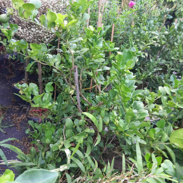 Cây Lá Trúc Cây ăn trái