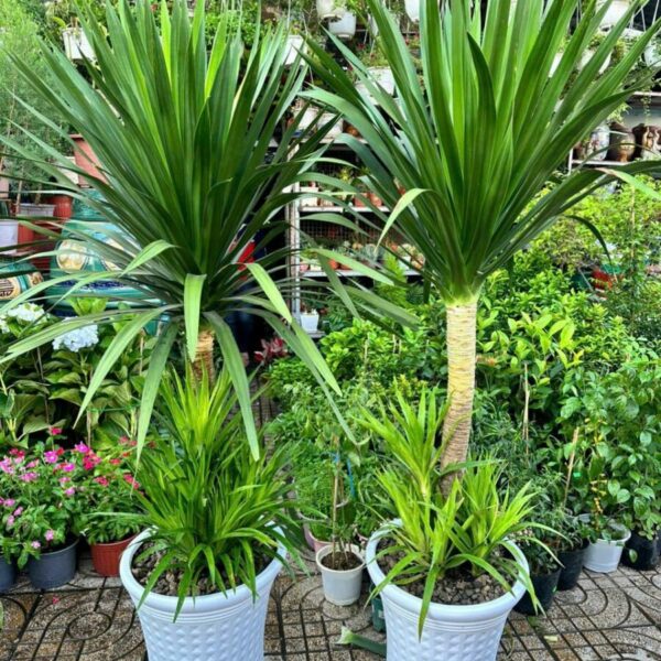 Phát tài núi + Chậu cây Cây + Chậu Cây xanh TPHCM