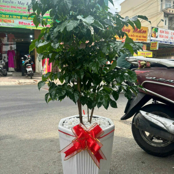 Cây hạnh phúc + chậu cây Cây + Chậu Cây xanh TPHCM