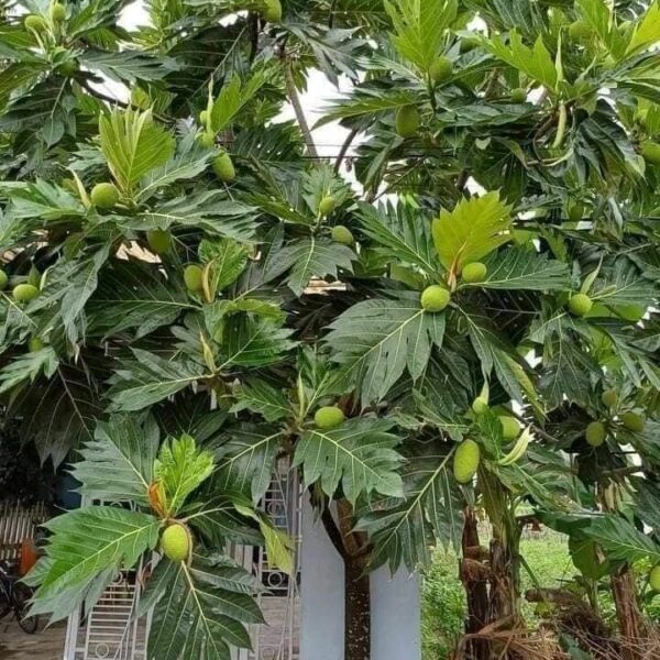Cây Sake ( cây sake lớn, cây cao 1.5M-3M ) Cây ăn trái Cách trồng cây sake