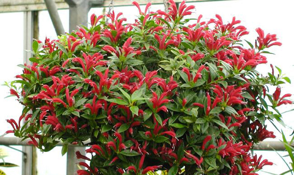 Cách trồng và chăm sóc hoa son môi cho hoa quanh năm Hướng dẫn chăm sóc cây  