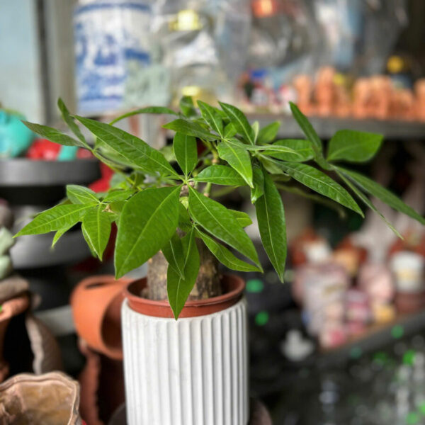 Cây cảnh để bàn mẫu 1 Cây để bàn